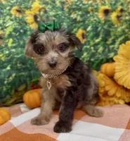 Rhianna -BlackBerry merle, a female Yorkipoo and Yorkshire Terrier for sale in Sellersburg, IN – 9 of 9