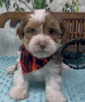  Beethoven , a male Yorkshire Terrier and Shorkie for sale in Sellersburg, IN – 10 of 10