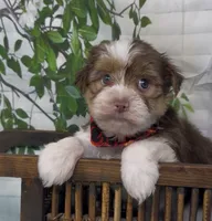  Beethoven , a male Yorkshire Terrier and Shorkie for sale in Sellersburg, IN – 3 of 10