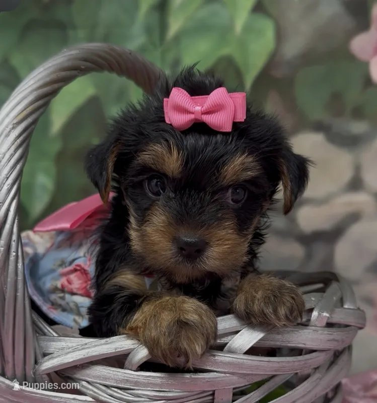 Ophelia – Yorkshire Terrier, Shorkie puppy for sale in Sellersburg, IN
