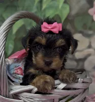 Ophelia, a female Yorkshire Terrier and Shorkie for sale in Sellersburg, IN – 1 of 6