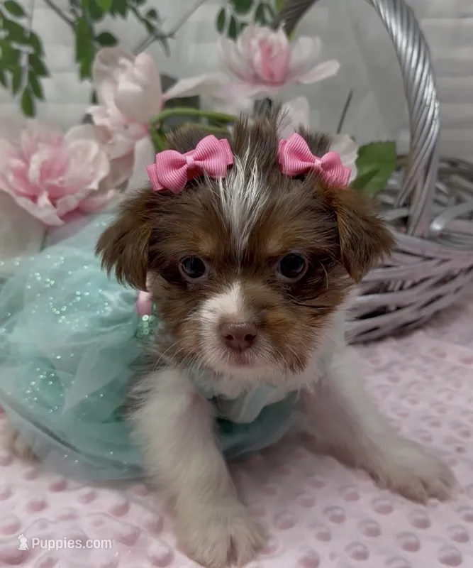 Poppy – Yorkshire Terrier, Shorkie puppy for sale in Sellersburg, IN