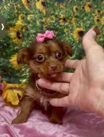 Dior, a female Yorkshire Terrier and Shorkie for sale in Sellersburg, IN – 4 of 6