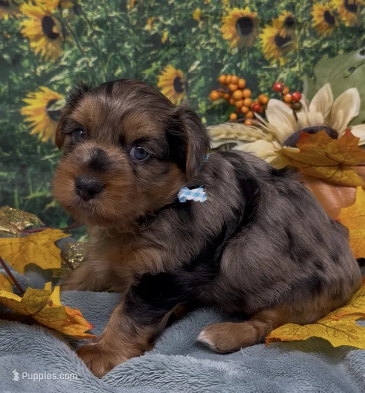 Blue Merle  – Yorkshire Terrier, Shorkie puppy for sale in Sellersburg, IN