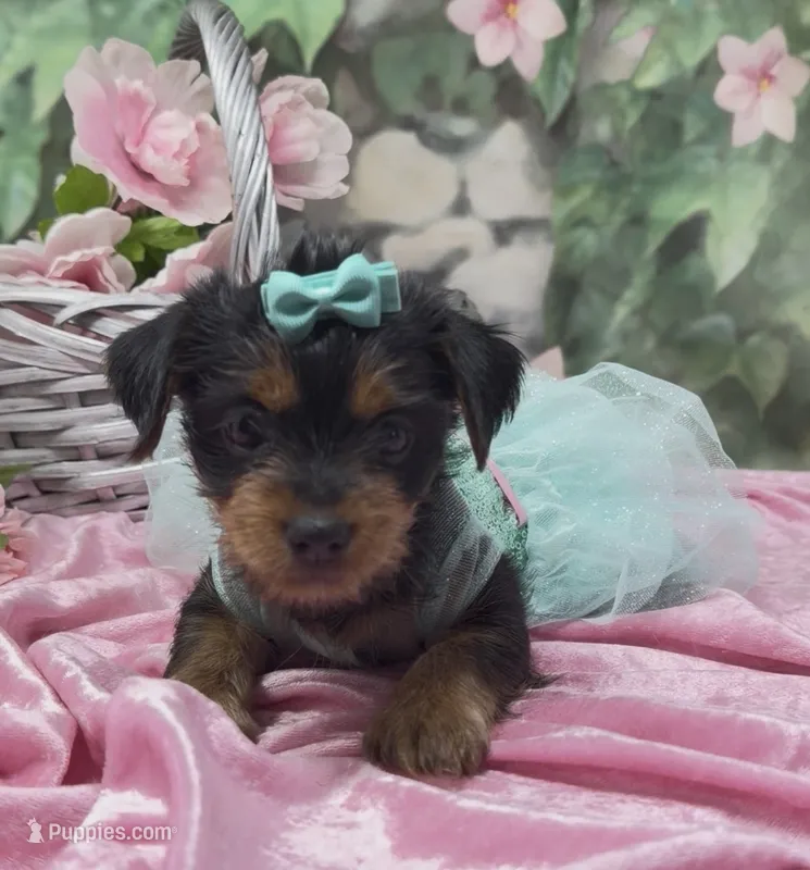 Nala – Yorkshire Terrier, Shorkie puppy for sale in Sellersburg, IN