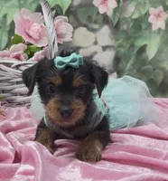 Nala, a female Yorkshire Terrier and Shorkie for sale in Sellersburg, IN – 1 of 8