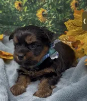 Teddy Bear, a male Yorkshire Terrier and Shorkie for sale in Sellersburg, IN – 5 of 7