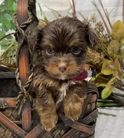 Teacup Hershey, a male Yorkshire Terrier and Shorkie for sale in Sellersburg, IN – Photo 6 of 10