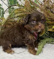 Teacup Hershey, a male Yorkshire Terrier and Shorkie for sale in Sellersburg, IN – Photo 7 of 10