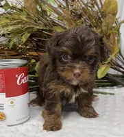 Teacup Hershey, a male Yorkshire Terrier and Shorkie for sale in Sellersburg, IN – Photo 4 of 10