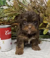 Teacup Hershey, a male Yorkshire Terrier and Shorkie for sale in Sellersburg, IN – Photo 1 of 10