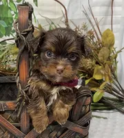Teacup Hershey, a male Yorkshire Terrier and Shorkie for sale in Sellersburg, IN – Photo 3 of 10