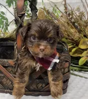 Teacup Hershey, a male Yorkshire Terrier and Shorkie for sale in Sellersburg, IN – Photo 5 of 10