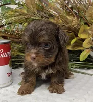Teacup Hershey, a male Yorkshire Terrier and Shorkie for sale in Sellersburg, IN – Photo 10 of 10