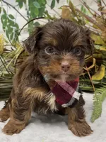 Teacup Hershey, a male Yorkshire Terrier and Shorkie for sale in Sellersburg, IN – Photo 8 of 10