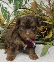 Teacup Hershey, a male Yorkshire Terrier and Shorkie for sale in Sellersburg, IN – Photo 9 of 10