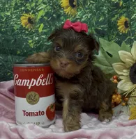 Tiny Chanel (chocolate), a female Yorkshire Terrier and Shorkie for sale in Sellersburg, IN – 1 of 7