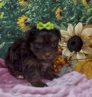 Tiny Coco (chocolate), a female Yorkshire Terrier and Shorkie for sale in Sellersburg, IN – 6 of 7