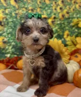 Rhianna -BlackBerry merle, a female Yorkipoo and Yorkshire Terrier for sale in Sellersburg, IN – 4 of 9