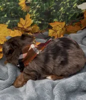 Blue merle 2 - green eyes , a male Yorkshire Terrier and Shorkie for sale in Sellersburg, IN – 8 of 9