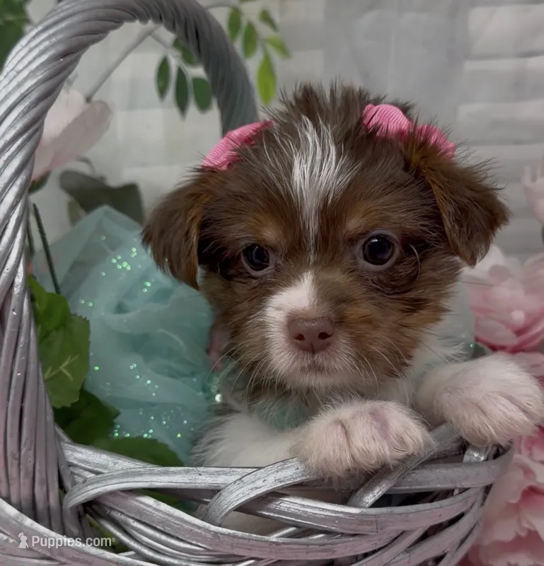 Poppy – Yorkshire Terrier, Shorkie puppy for sale in Sellersburg, IN