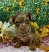 Ophelia - chocolate merle (red), a female Yorkshire Terrier and Shorkie for sale in Sellersburg, IN – 3 of 6