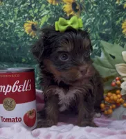 Tiny Coco (chocolate), a female Yorkshire Terrier and Shorkie for sale in Sellersburg, IN – 4 of 7