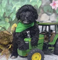 Lamborghini, a male Yorkipoo and Yorkshire Terrier for sale in Sellersburg, IN – Photo 4 of 5
