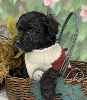 Lamborghini, a male Yorkipoo and Yorkshire Terrier for sale in Sellersburg, IN – Photo 3 of 5