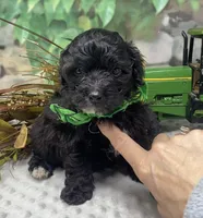 Lamborghini, a male Yorkipoo and Yorkshire Terrier for sale in Sellersburg, IN – Photo 2 of 5
