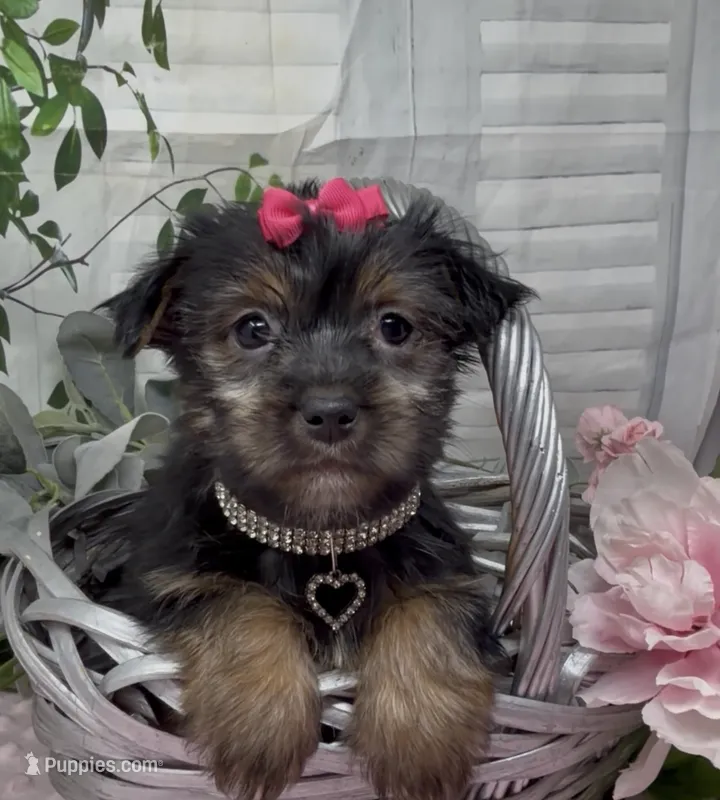 Maggie – Yorkshire Terrier, Shorkie puppy for sale in Sellersburg, IN