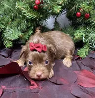 Chanel, a female Yorkshire Terrier and Shorkie for sale in Sellersburg, IN – Photo 2 of 7