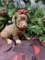 Chanel, a female Yorkshire Terrier and Shorkie for sale in Sellersburg, IN – Photo 6 of 7
