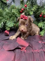 Chanel, a female Yorkshire Terrier and Shorkie for sale in Sellersburg, IN – Photo 7 of 7
