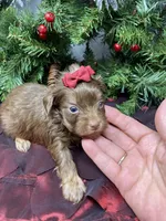 Chanel, a female Yorkshire Terrier and Shorkie for sale in Sellersburg, IN – Photo 5 of 7
