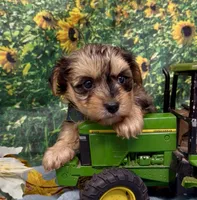 Rocco - blue merle, a male Yorkshire Terrier and Shorkie for sale in Sellersburg, IN – 2 of 9