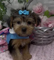 Layla, a female Yorkshire Terrier and Shorkie for sale in Sellersburg, IN – 10 of 10