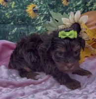 Tiny Coco (chocolate), a female Yorkshire Terrier and Shorkie for sale in Sellersburg, IN – 5 of 7