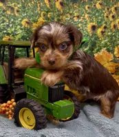 Hershey - chocolate merle, a male Yorkshire Terrier and Shorkie for sale in Sellersburg, IN – 2 of 9