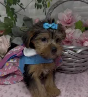 Layla, a female Yorkshire Terrier and Shorkie for sale in Sellersburg, IN – 8 of 10
