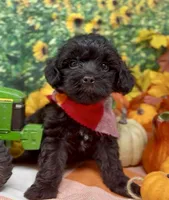 Onyx, a male Yorkipoo and Yorkshire Terrier for sale in Sellersburg, IN – 5 of 10