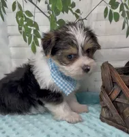 Harley, a male Yorkshire Terrier and Shorkie for sale in Sellersburg, IN – 8 of 10
