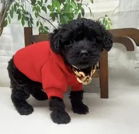 Rebel , a male Yorkipoo and Yorkshire Terrier for sale in Sellersburg, IN – Photo 3 of 10