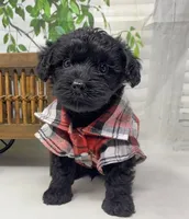Rebel , a male Yorkipoo and Yorkshire Terrier for sale in Sellersburg, IN – Photo 5 of 10