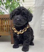 Rebel , a male Yorkipoo and Yorkshire Terrier for sale in Sellersburg, IN – Photo 2 of 10