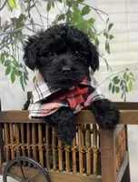 Rebel , a male Yorkipoo and Yorkshire Terrier for sale in Sellersburg, IN – Photo 9 of 10