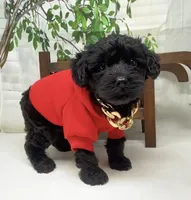 Rebel , a male Yorkipoo and Yorkshire Terrier for sale in Sellersburg, IN – Photo 6 of 10
