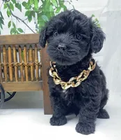 Rebel , a male Yorkipoo and Yorkshire Terrier for sale in Sellersburg, IN – Photo 7 of 10