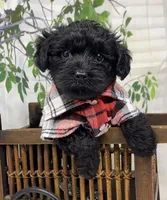 Rebel , a male Yorkipoo and Yorkshire Terrier for sale in Sellersburg, IN – Photo 4 of 10