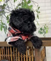 Rebel , a male Yorkipoo and Yorkshire Terrier for sale in Sellersburg, IN – Photo 10 of 10